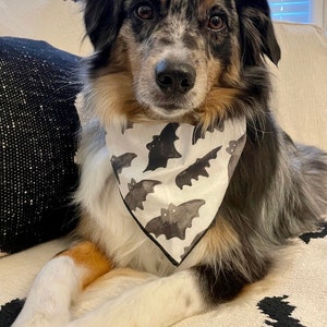 May include: A blue merle Australian Shepherd dog wearing a white bandana with a black bat pattern. The dog is sitting on a white couch with a black and white patterned throw pillow.