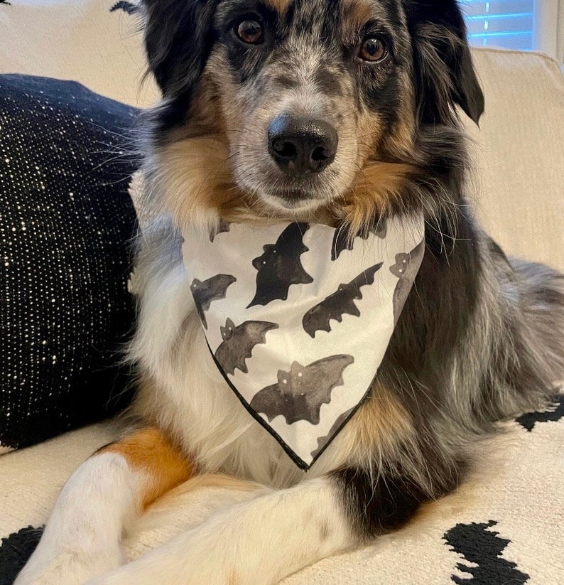 May include: A blue merle Australian Shepherd dog wearing a white bandana with a black bat pattern. The dog is sitting on a white couch with a black and white patterned throw pillow.