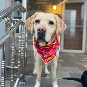 May include: A light yellow Labrador Retriever dog wearing a red bandana with the word "CHIEFS" printed on it. The bandana has a pattern of football helmets and other sports-related imagery.