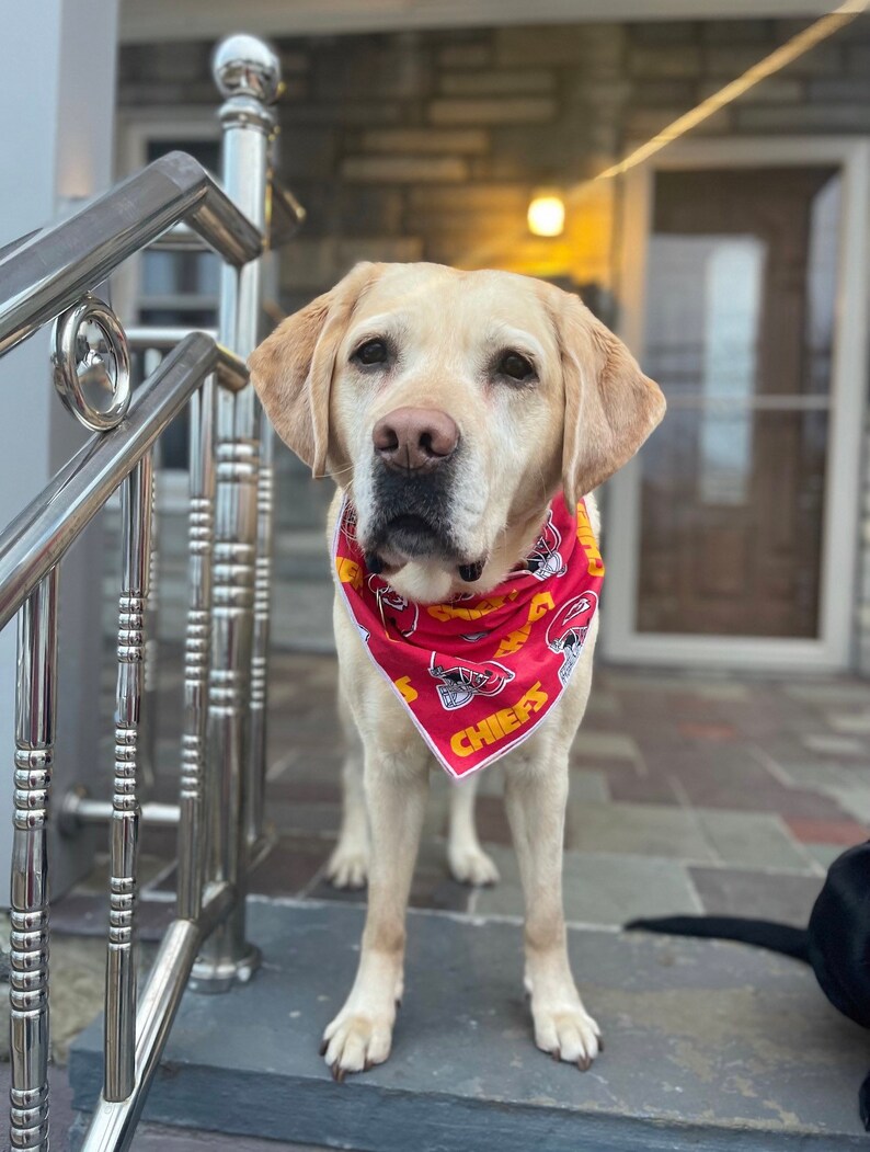 May include: A light yellow Labrador Retriever dog wearing a red bandana with the word "CHIEFS" printed on it. The bandana has a pattern of football helmets and other sports-related imagery.