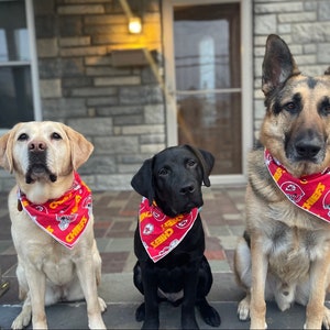 May include: Three dogs wearing red, yellow, and white bandanas with the word "Chiefs" on them. The dogs are sitting in front of a brick wall.