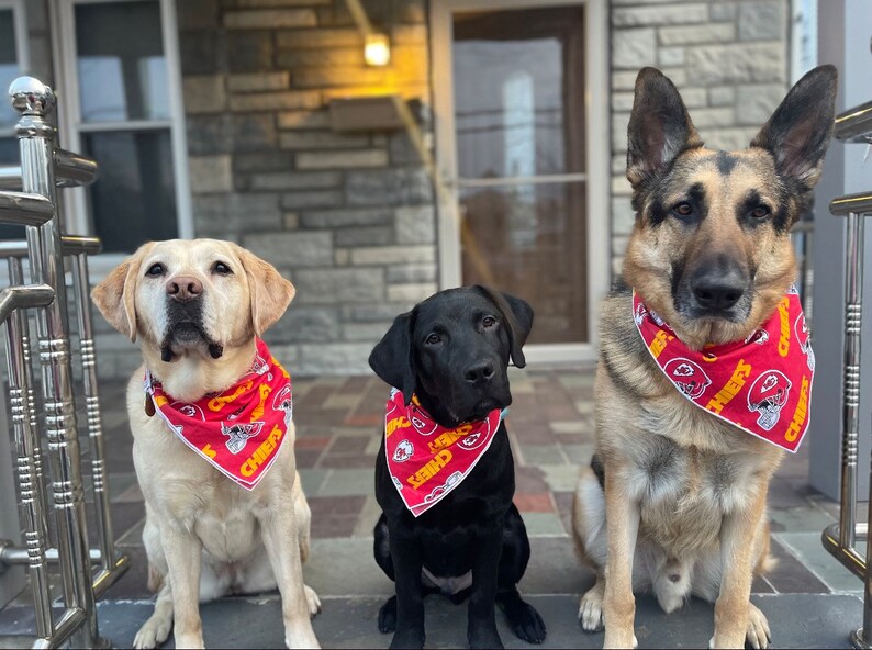 May include: Three dogs wearing red, yellow, and white bandanas with the word "Chiefs" on them. The dogs are sitting in front of a brick wall.
