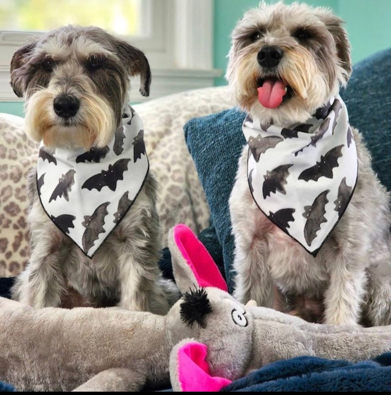 May include: Two small, gray, fluffy dogs wearing white bandanas with a black bat pattern. The bandanas are tied around their necks. The dogs are sitting on a couch with a gray plush toy.