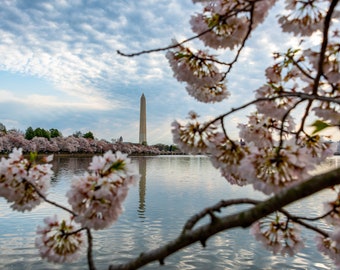 Cherry Blossoms--Washington Monument in Washington D.C.