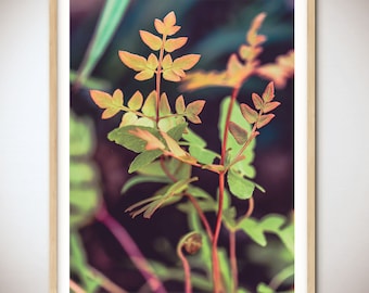 Red Ferns  - Ferns, Flower Photography, Flower Print, Fern Print, Floral Photo, Wall Art, Home Decor, Prints, Canvas, Custom Art