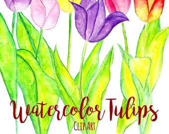 May include: Watercolor clip art featuring six colorful tulips with green leaves. The tulips are purple, yellow, pink, red, and orange.