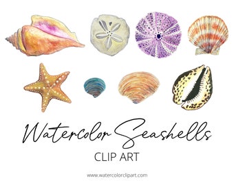 Handpainted Watercolor Seashell Clip Art, Starfish Clip Art, Watercolor Clip Art, INSTANT DOWNLOAD, Sand Dollar ClipArt, Nature Clip Art