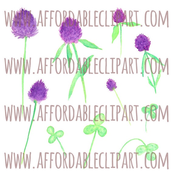 Fioletowy Koniczyna Kwiatowy Kwiaty Clipart St Patricks Day Clip Art Koniczynki Clipart Instant Download Akwarela Floral Clipart
