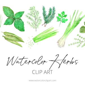Aquarelle herbes clipart, clipart à base de plantes, feuille de basilic clipart, clipart recettes, téléchargement immédiat, clipart aquarelle, clipart nourriture vert