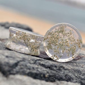 Ear Plugs, Queen Anne Flowers. Real Flower Plugs, Resin Plug Earrings, Magic Resin Ear Plugs, Real Plant Organic Gauges, Nature Plugs.