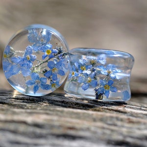 May include: Two clear resin plugs with embedded forget-me-not flowers. The plugs are round and have a smooth, polished finish.