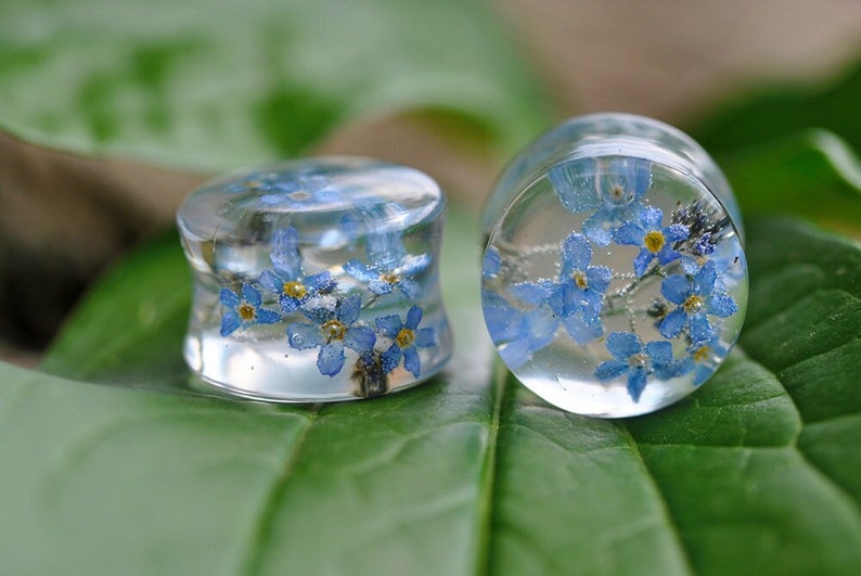 May include: Two clear glass ear gauges with blue forget-me-not flowers pressed inside. The gauges are sitting on a green leaf.