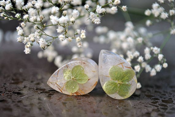 Flower Plants & Flower Plugs