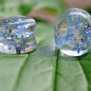 May include: Two clear glass ear gauges with blue forget-me-not flowers pressed inside. The gauges are on a green leaf.