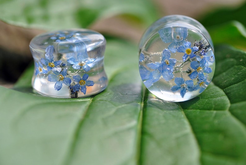 May include: Two clear glass ear gauges with blue forget-me-not flowers pressed inside. The gauges are on a green leaf.