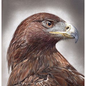 Golden Eagle Portrait: Fine Art Giclee Print (8x10)