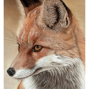 Fox - Fine Art Giclee Print - Red Fox - 8x10 inches
