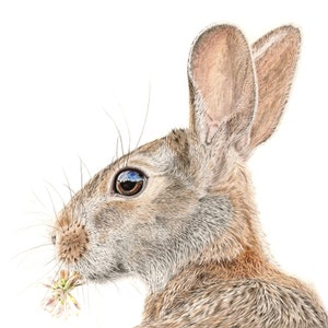 Rabbit and Clover Giclee Print: Cottontail Bunny Art (8x8 inch)