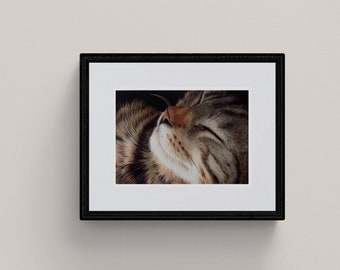 Tabby Cat Snooze - Sleeping Tabby Cat Fine Art Giclee Print