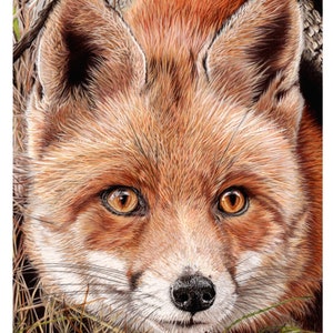 Fox Wildlife Art Print: Signed Giclee Print (8x10 ins)