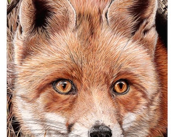 Fox Wildlife Art Print: Signed Giclee Print (8x10 ins)