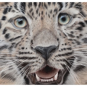 Amur Leopard Cub Giclée Print: Fine Art Animal Portrait