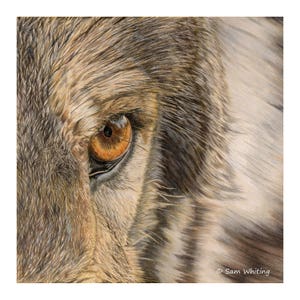 Wolf's Face - Wolf Eye - Open Edition Giclee Print - 8x8 inches