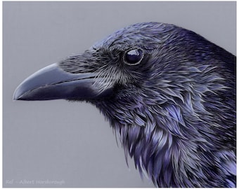 Raven Profile Portrait - Fine Art Giclee Print (10x8ins)