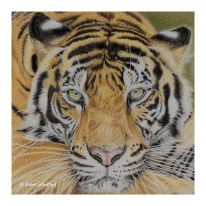 Tiger - Open Edition Giclee Print - 8x8 inches