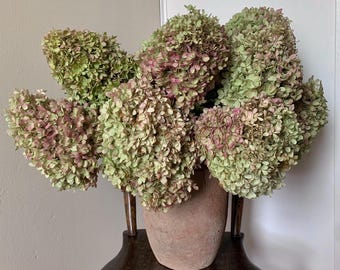 Green and Pink Limelight Hydrangea Bouquet, 3 Stems, Large to Extra Large Jumbo Size, Dried Flower Arrangement, Autumn Floral Centerpiece