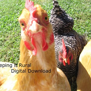 Digital Download Photograph Chicken Photographs / Chickens Home Decor / Chicken Portrait Image