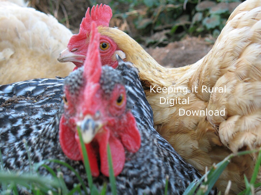 Digital Download Photograph Chicken Photographs / Chickens Home Decor ...