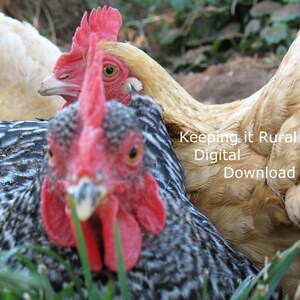 Digital Download Photograph Chicken Photographs / Chickens Home Decor / Chicken Portrait Profile Image/ Rustic Farmhouse decor