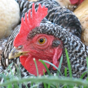 Digital Download Photograph Chicken Photographs / Chickens Home Decor / Chicken Portrait Profile Image/ Rustic Farmhouse decor