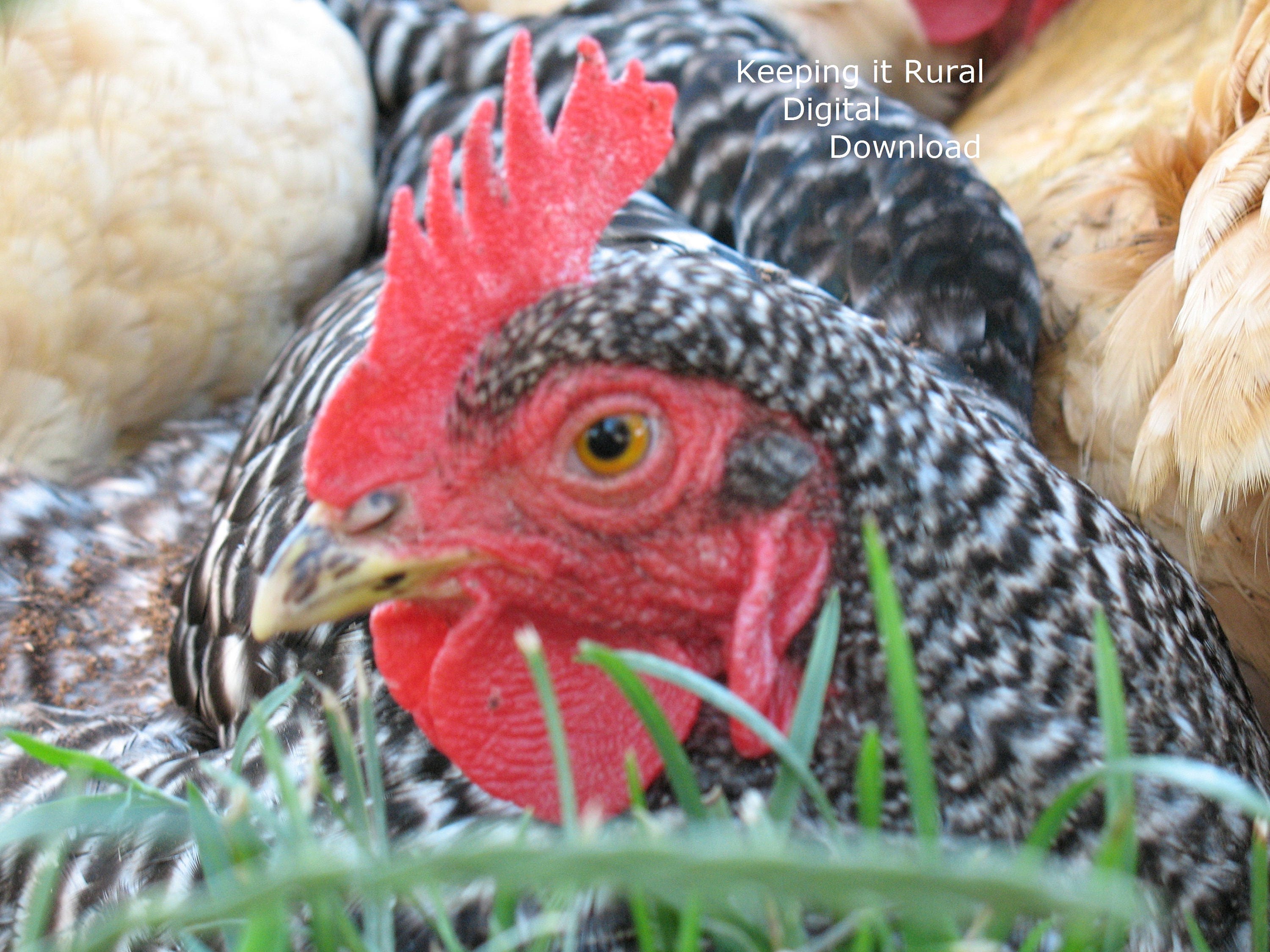 Digital Download Photograph Chicken Photographs / Chickens Home Decor ...