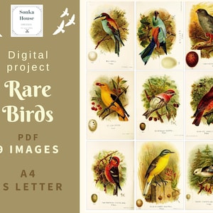 PDF oiseaux rares, livre vintage, vieux rétro, feuille de collage numérique, cartes, A4, lettre US, 9 images, téléchargement immédiat, scrapbooking 300 dpi