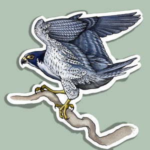 Peregrine Falcon decal