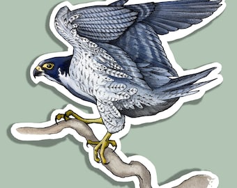 Peregrine Falcon decal