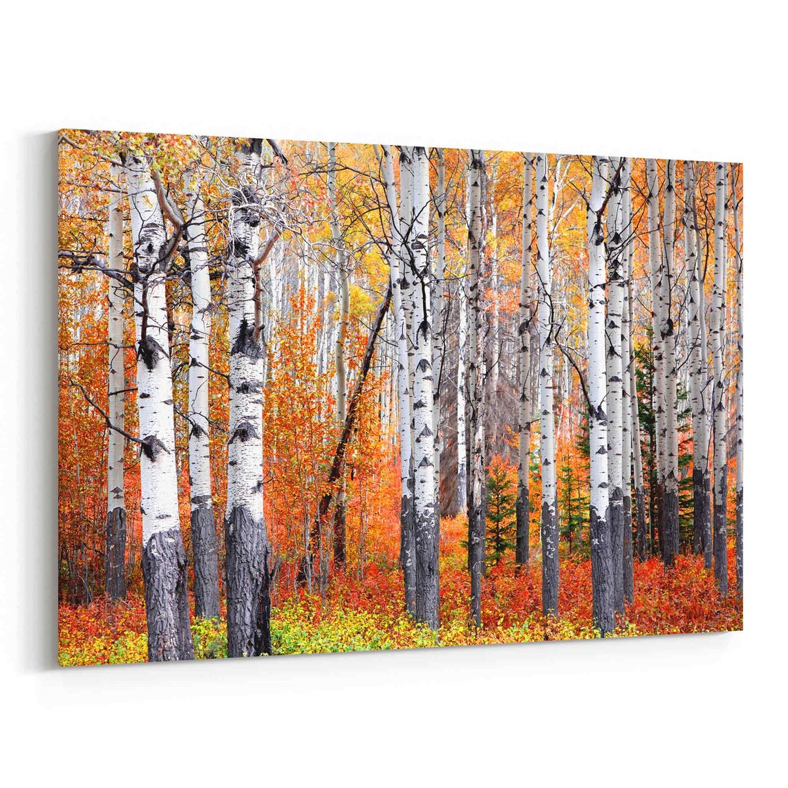 Aspen Trees Wall Art Aspen Trees Canvas Art Multiple Etsy