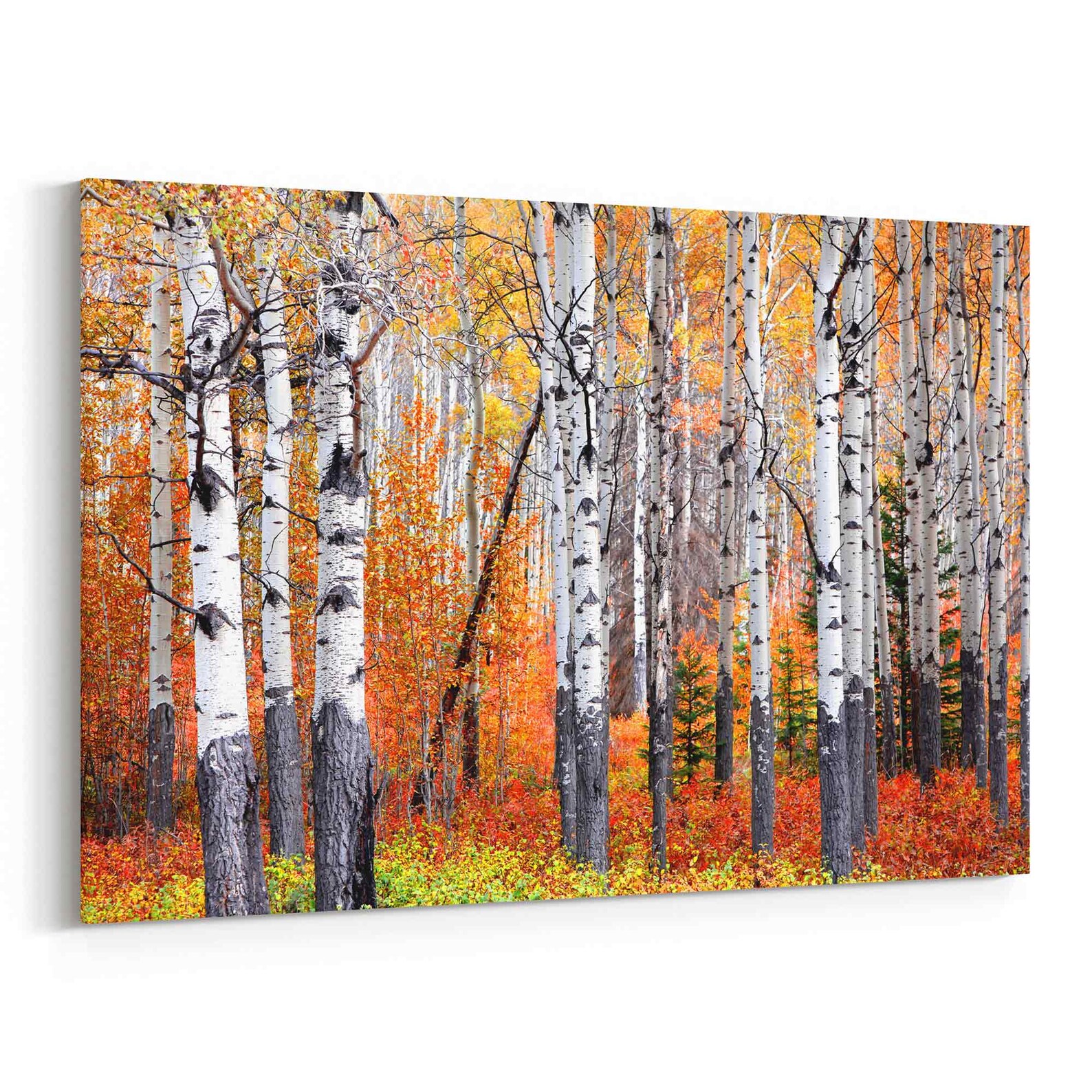 Aspen Trees Wall Art Aspen Trees Canvas Art multiple Etsy