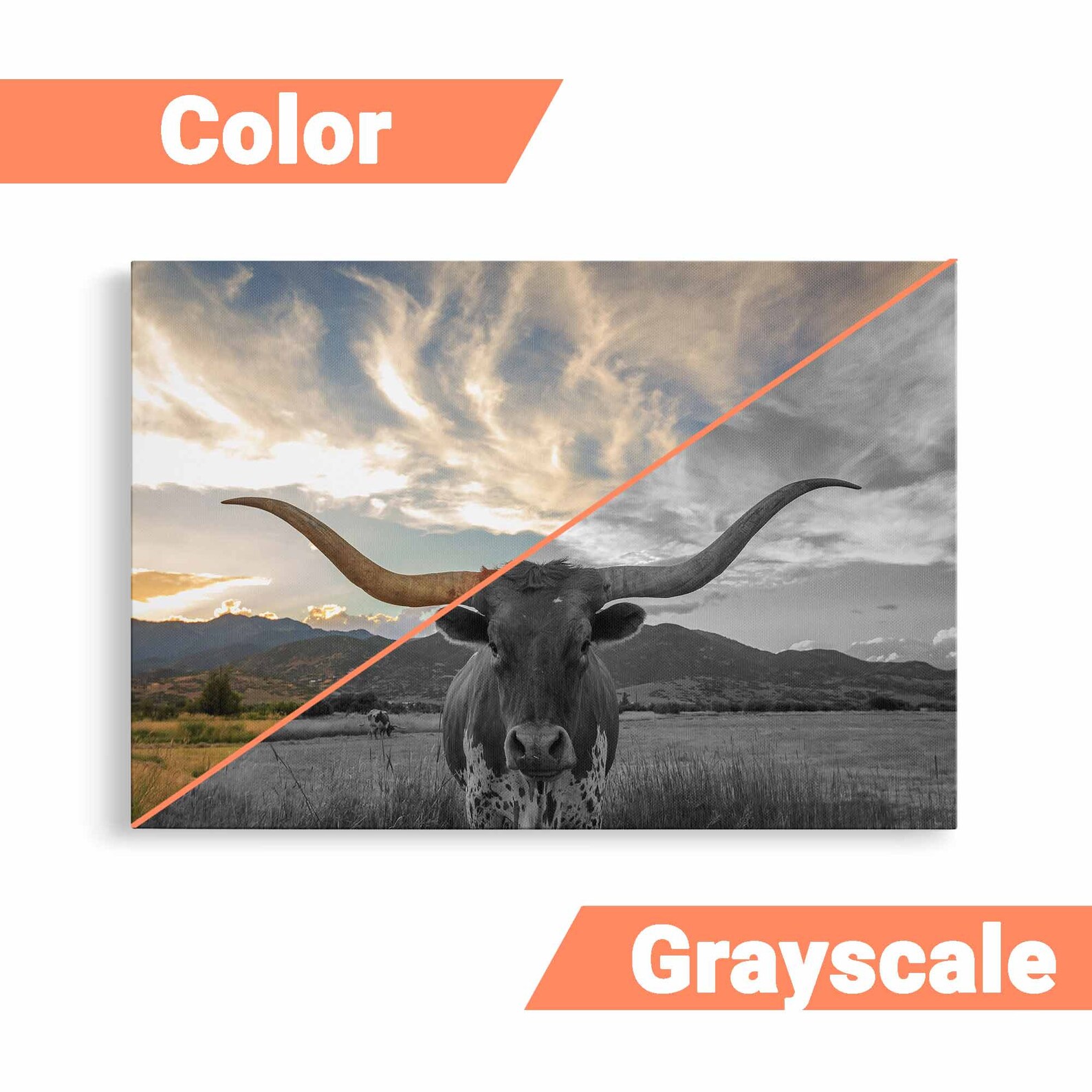 Texas Longhorn Canvas Print Texas Longhorn Wall Art Canvas Etsy