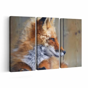 Red Fox Canvas print || Red Fox Wall Art || Red Fox Poster || Red Fox home decor || Red Fox Print