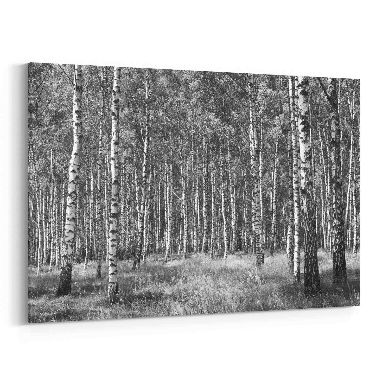 Birch Forest Wall Art Birch Forest Canvas Art Multiple Etsy