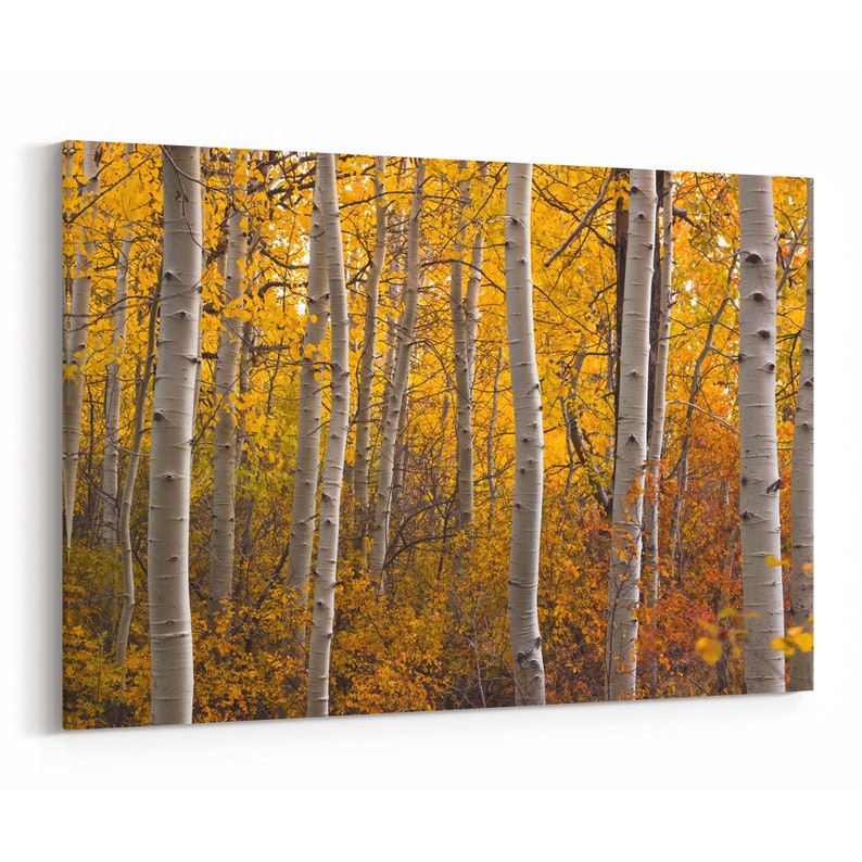 Aspen Tree Canvas Print Aspen Tree Wall Art Canvas Multiple Etsy