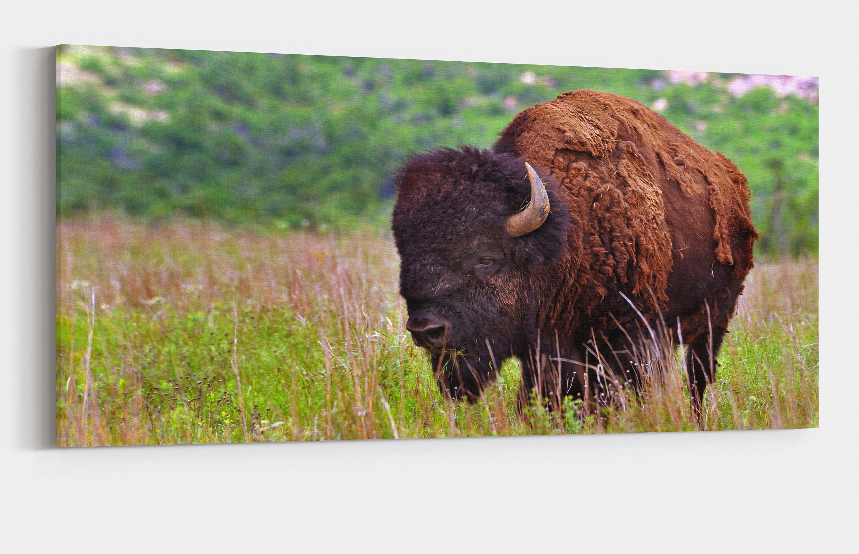 Buffalo canvas Buffalo wall art Buffalo canvas wall art Buffalo decor