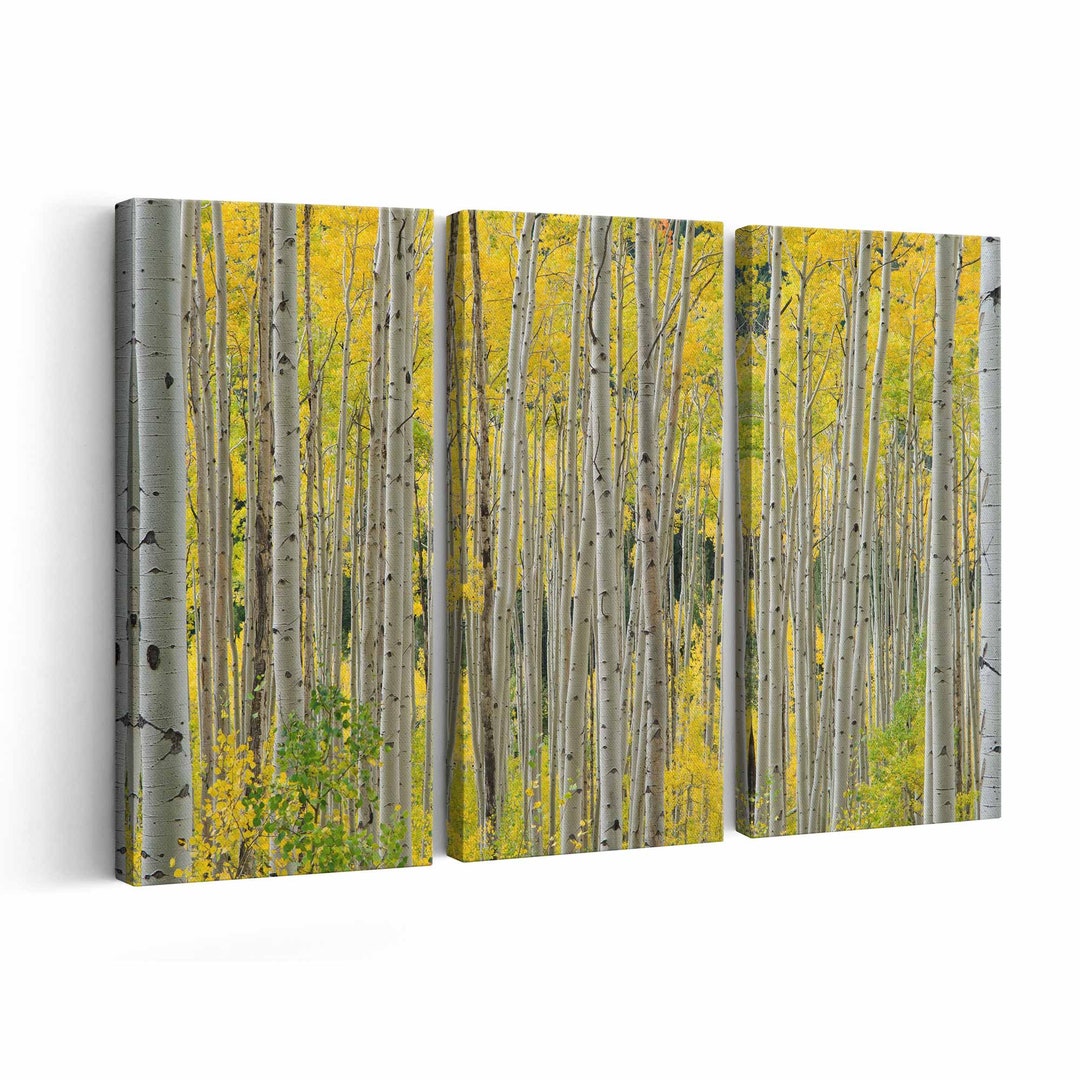 Aspen Trees Canvas Print Aspen Trees Wall Art Aspen Trees Poster Aspen