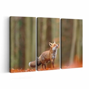 Red Fox Canvas print || Red Fox Wall Art || Red Fox Poster || Red Fox home decor || Red Fox Print