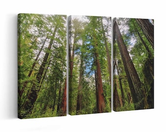 Redwoods State Park Canvas print || Redwoods State Park Wall Art || Redwoods State Park Poster || Redwoods State Park home decor || Redwoods