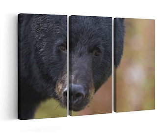 Black Bear | Canvas or Poster Print (framed) | Color / Black & White