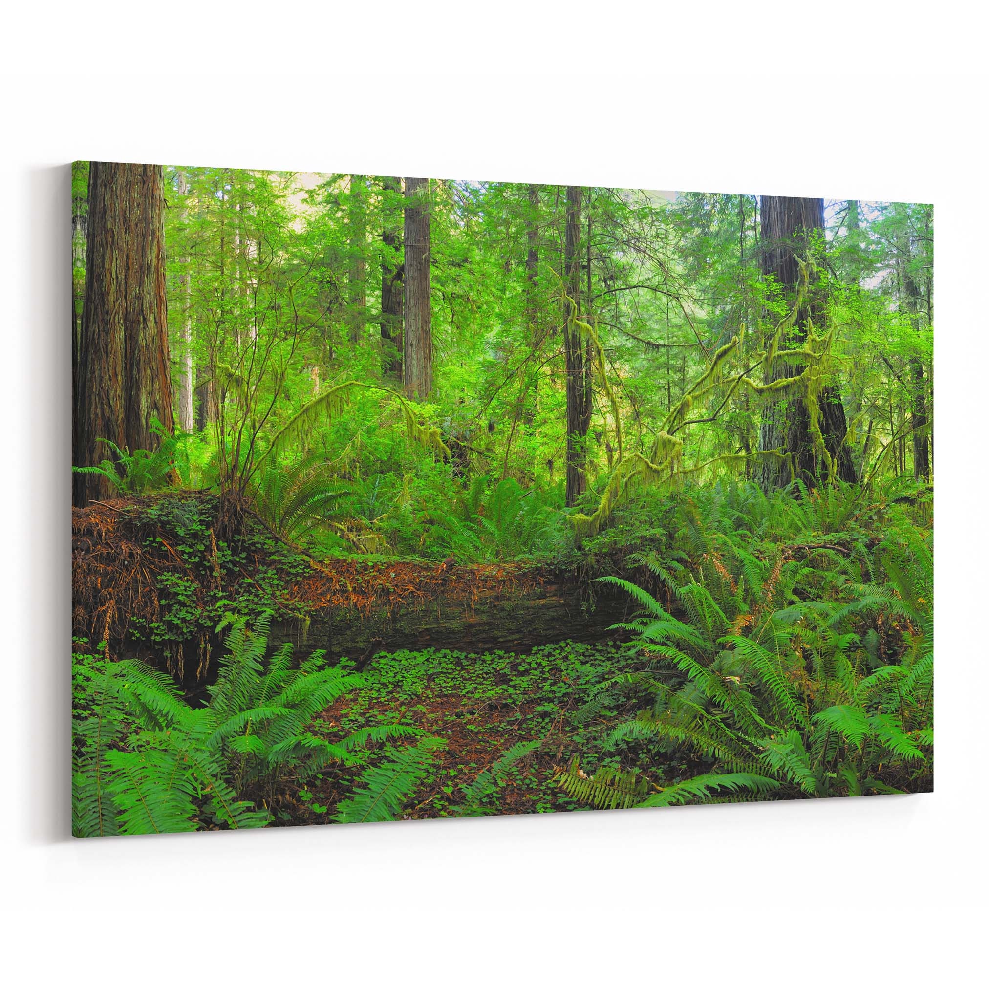 Forest Canvas Print Forest Wall Art Canvas Multiple Sizes Etsy